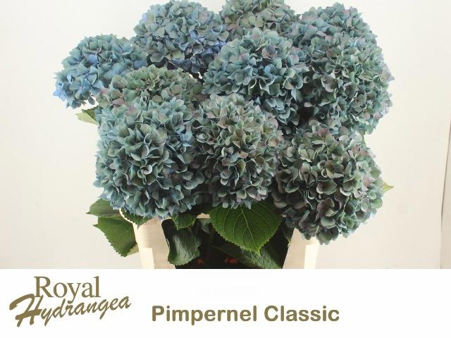 10x Hydr.pimpernel classic 80cm
