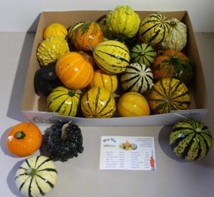 25x Sf cucurbita pepo mix var.