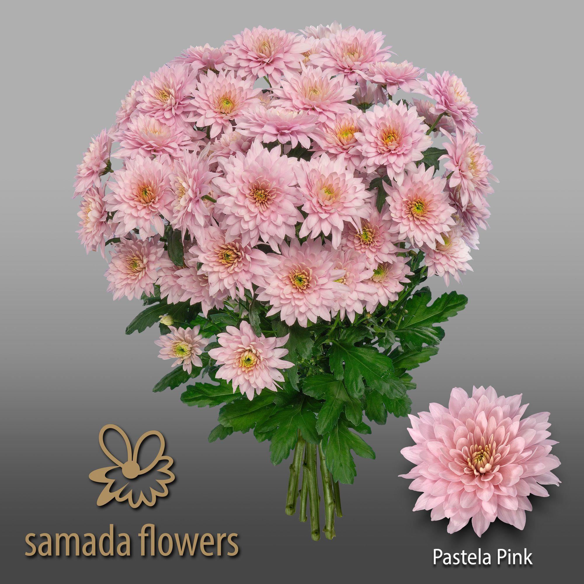 10x Chrysant pastela pink 70cm