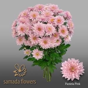 10x Chrysant pastela pink 70cm