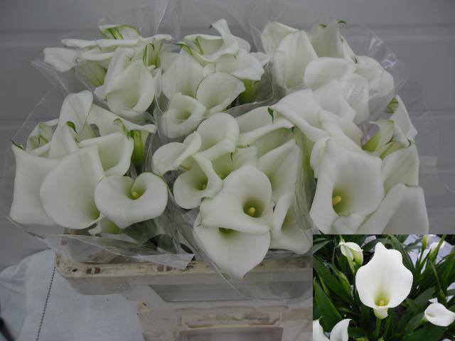 10x Zant.crystal blush 50cm