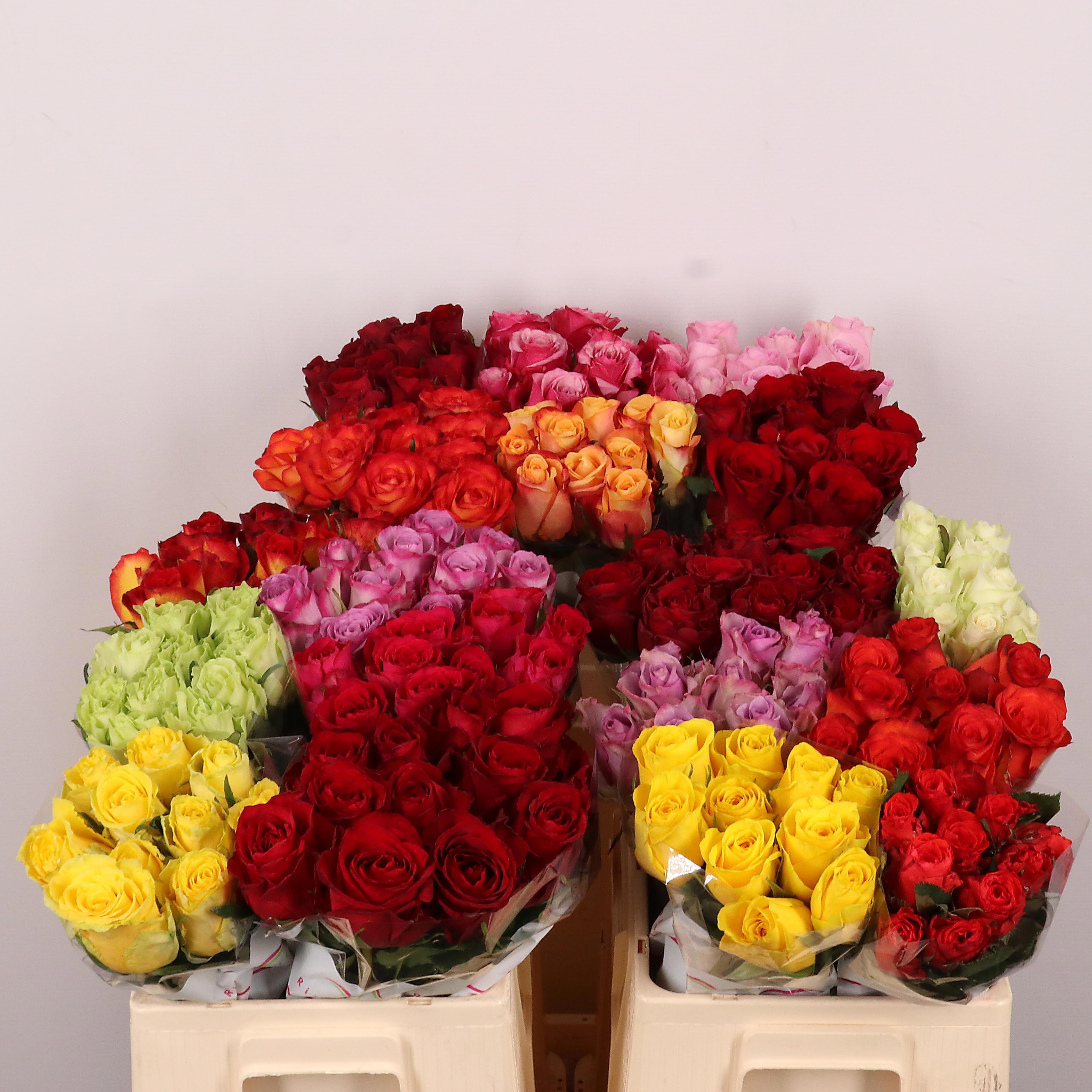 60x Rosa mix vast rift valley 50cm