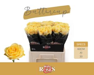 10x Rosa buttercup 60cm