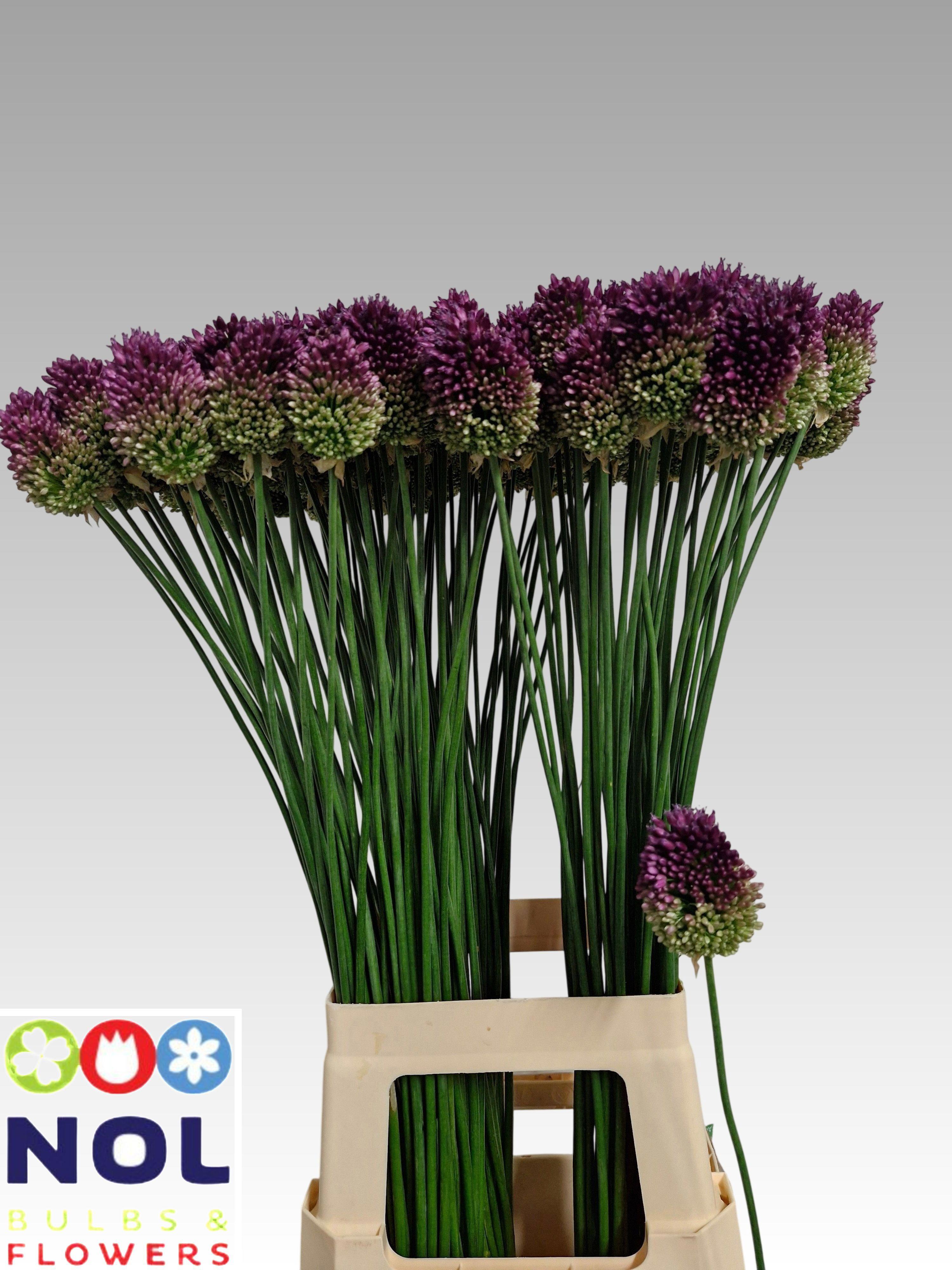 50x Allium sphaer.(kogel) 80cm