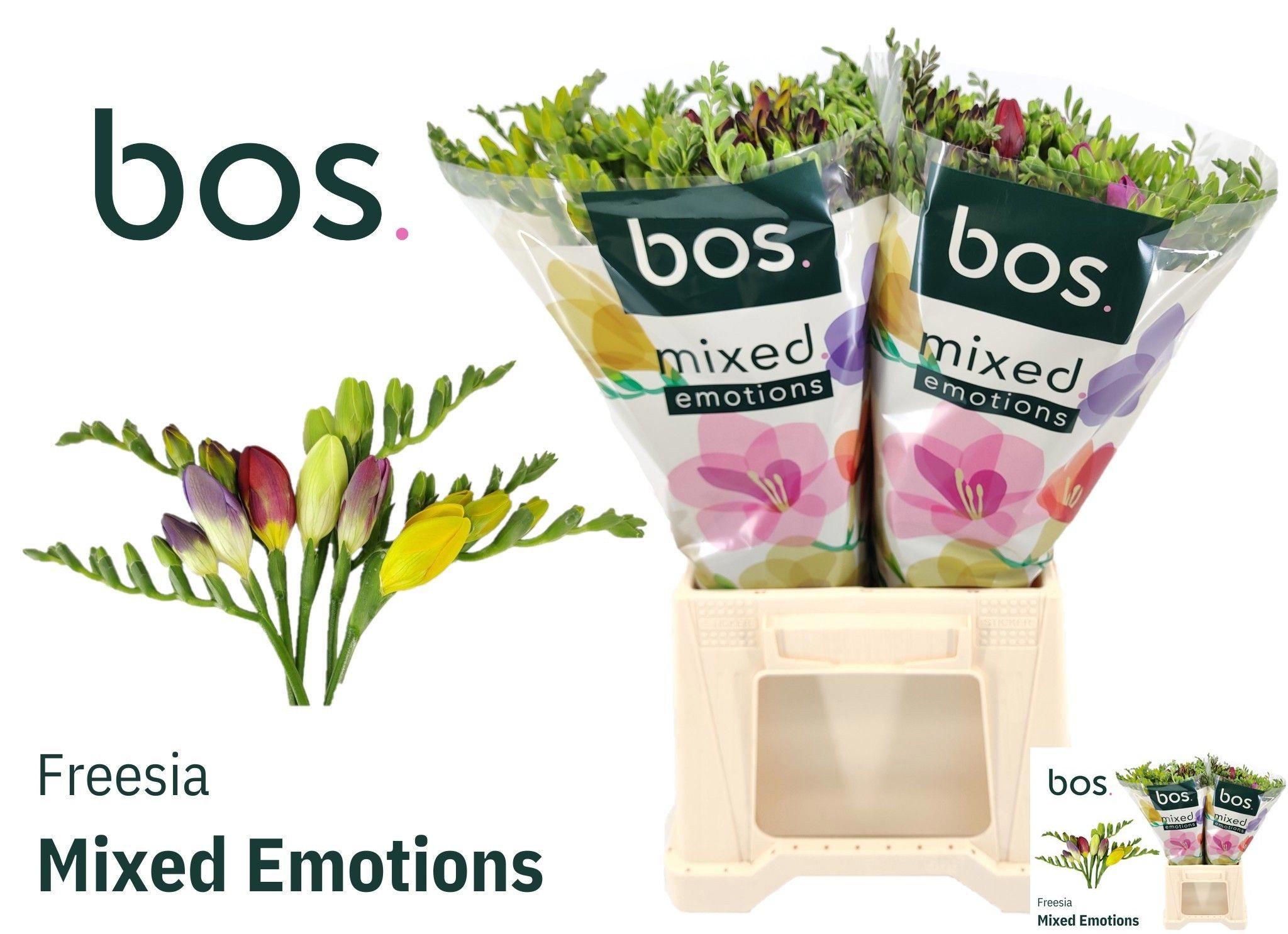 50x Frees.mix var. 50cm