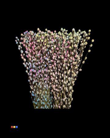 50x Tk salix katjes rainbow 70cm