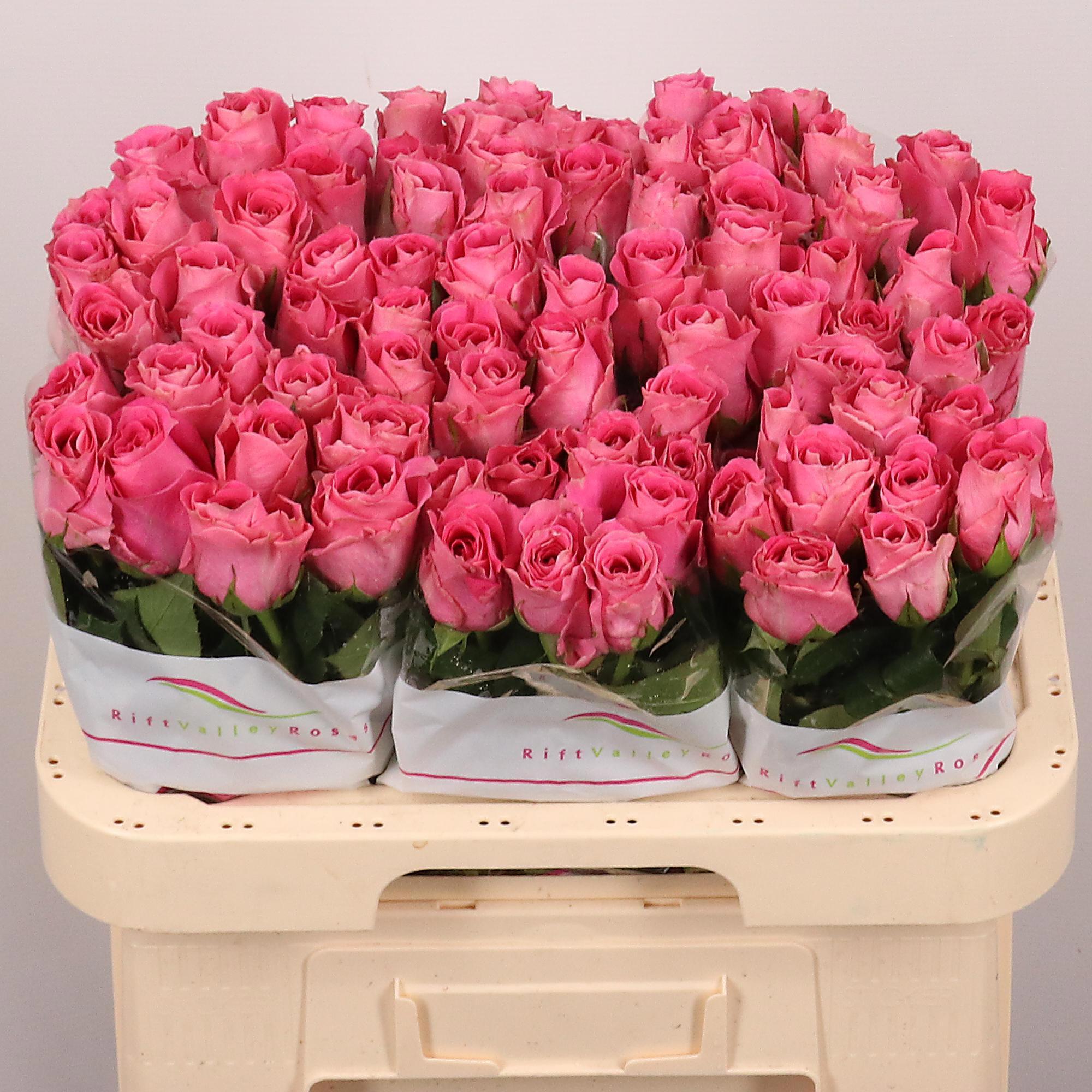 10x Rosa water game 60cm