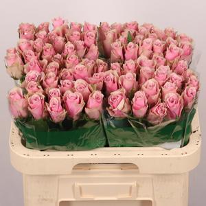 20x Rosa athena royale 60cm
