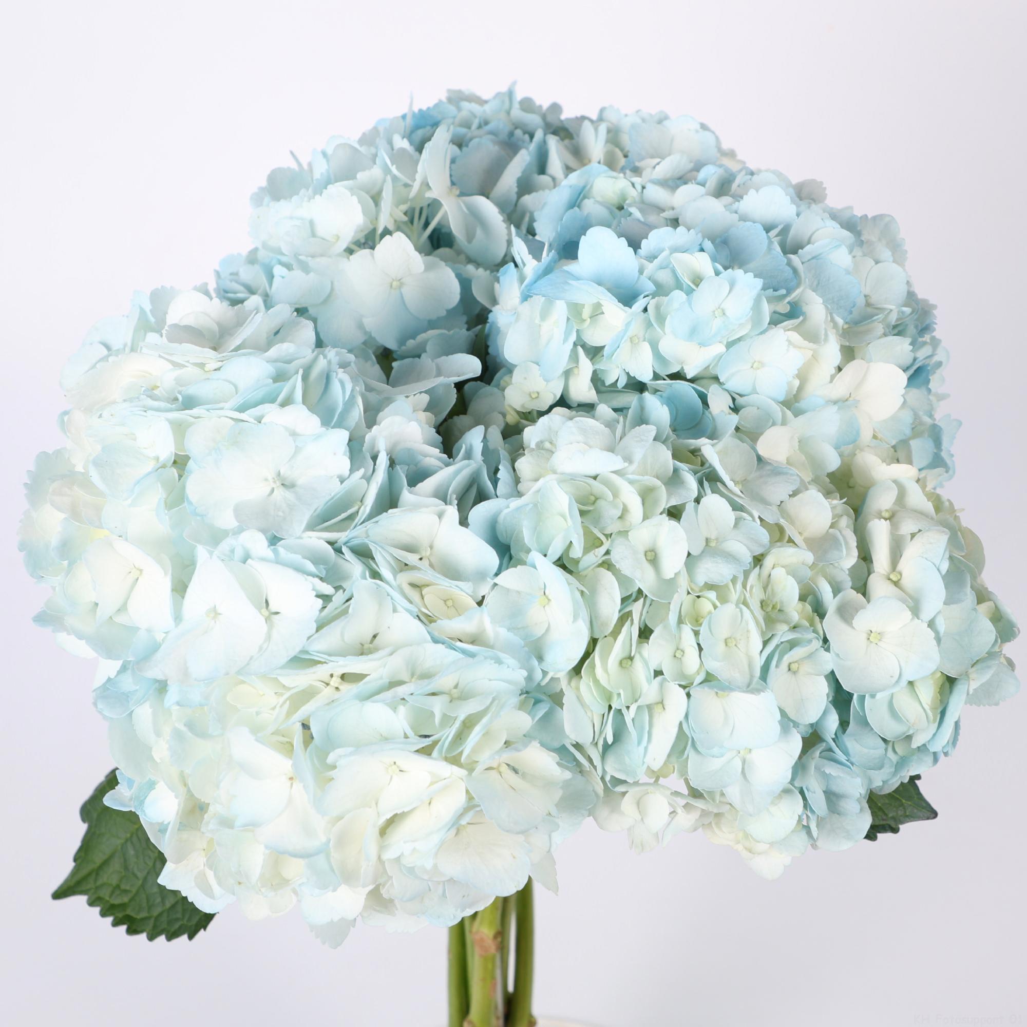 30x Hydr. blauw 60cm