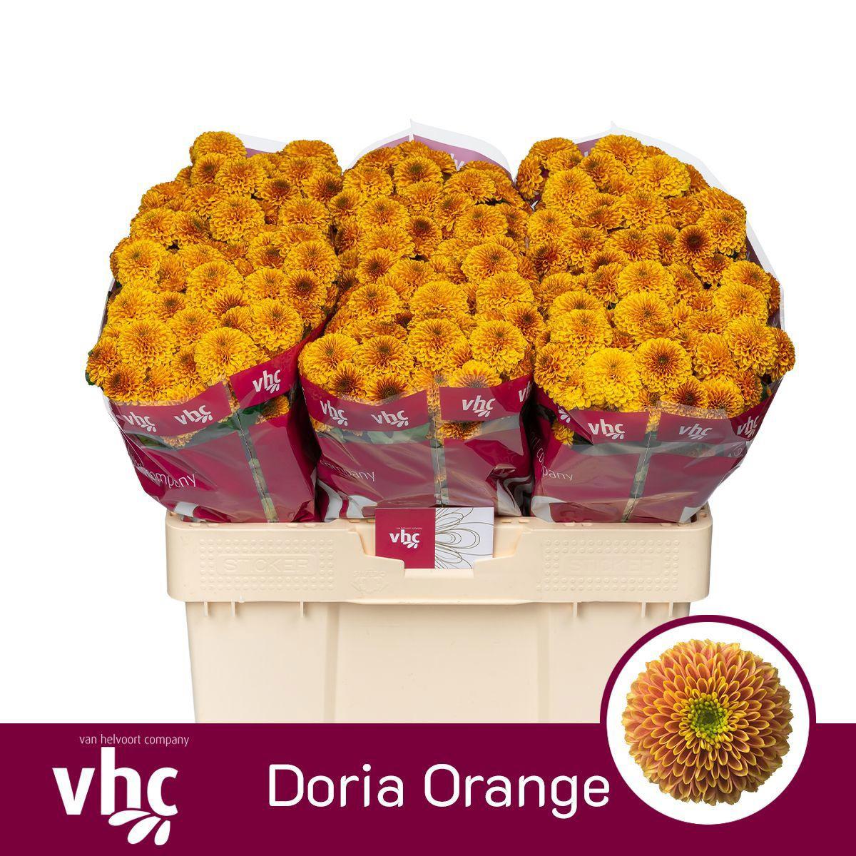 25x Chrysant san.doria orange 50cm