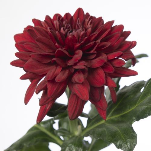 10x Chrysant monza 70cm