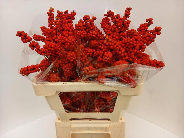 10x Ilex brit buys 60cm