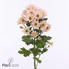 10x Chrysant resq peach 70cm
