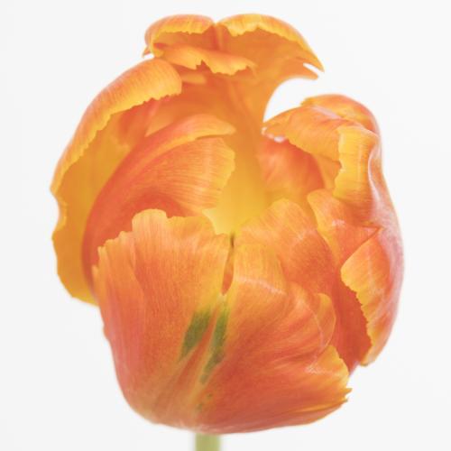 50x Tulipa rainbow parrot pa 30cm