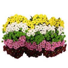 25x Chrysant san.mix/pak 5 kleuren 50cm