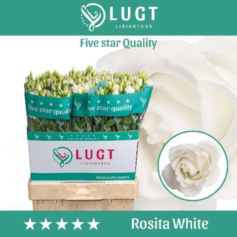 10x Eust.rosita white du 70cm