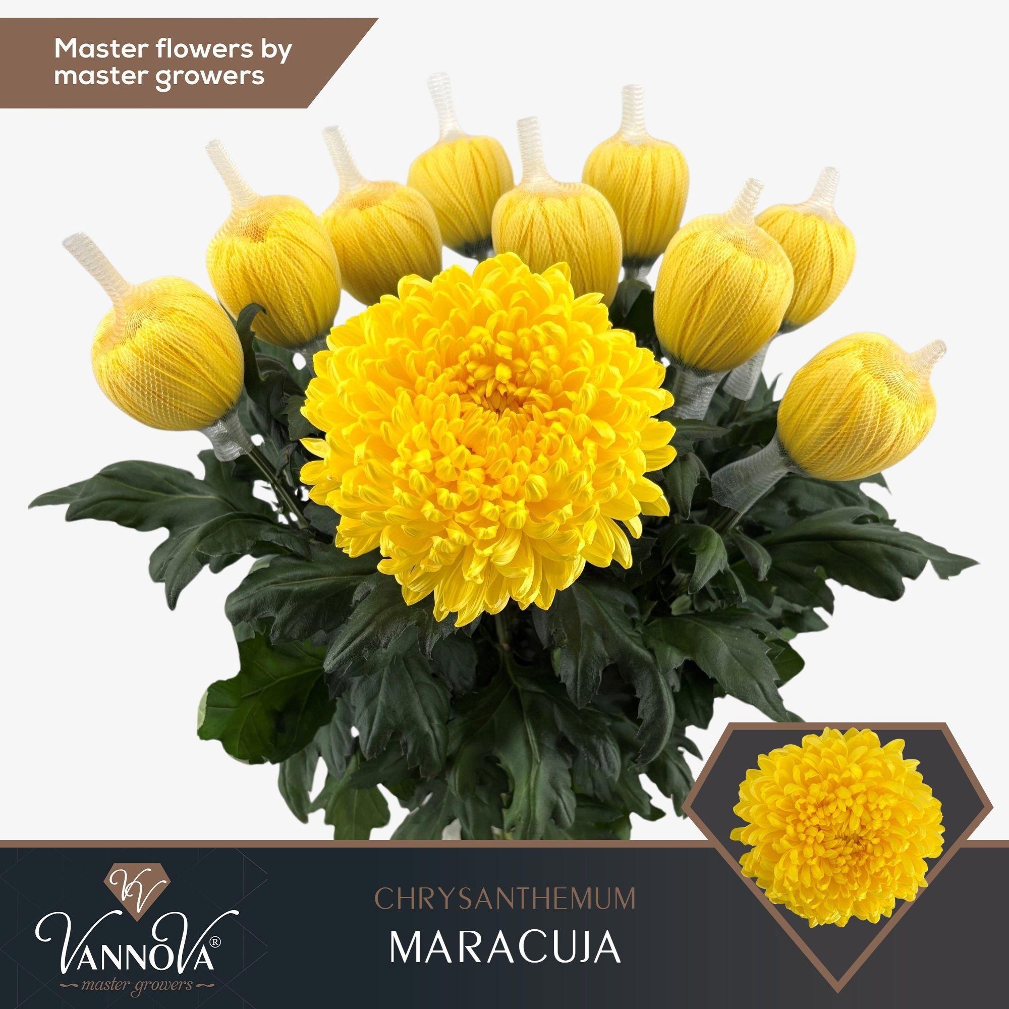 10x Chrysant maracuja g 70cm