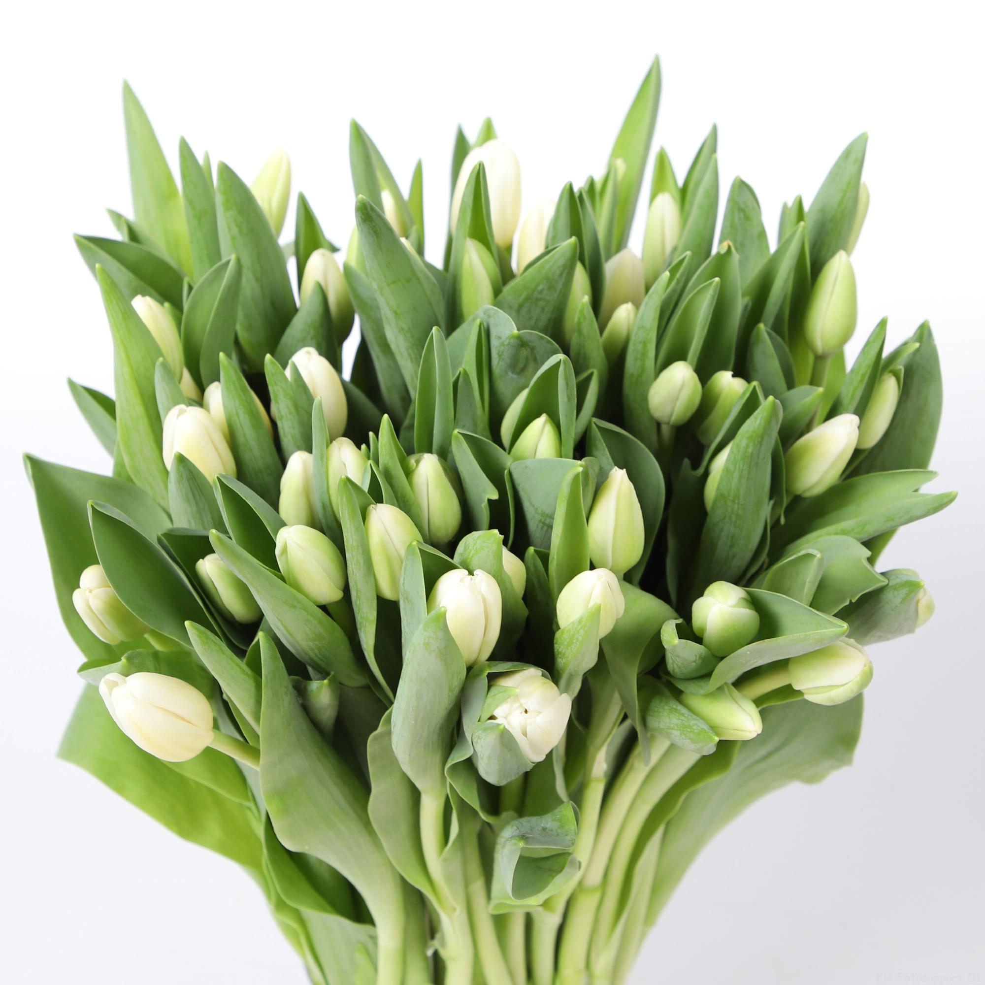 50x Tulipa antartica en 40cm