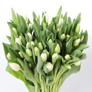 50x Tulipa antartica en 40cm