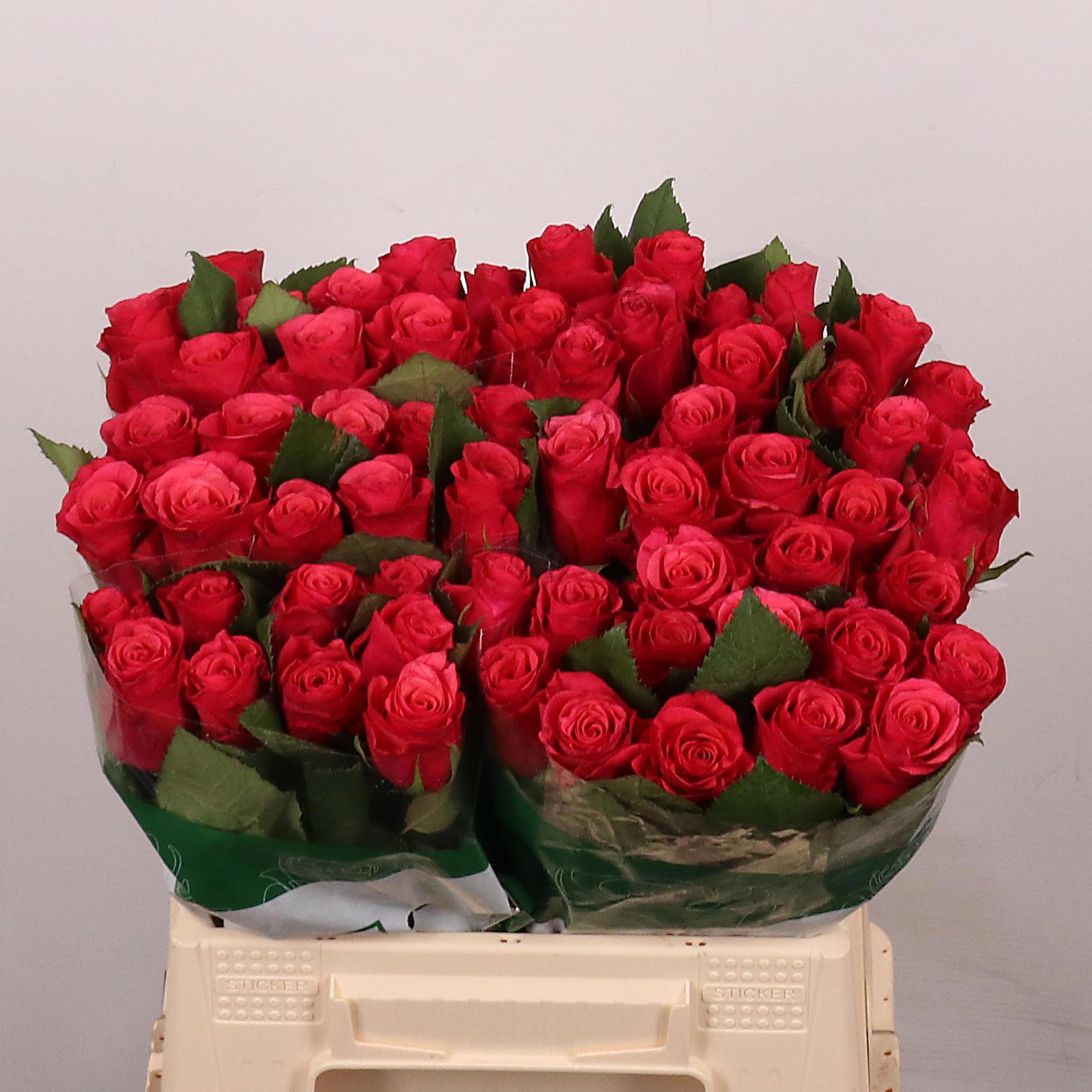 20x Rosa tacazzi+ 40cm