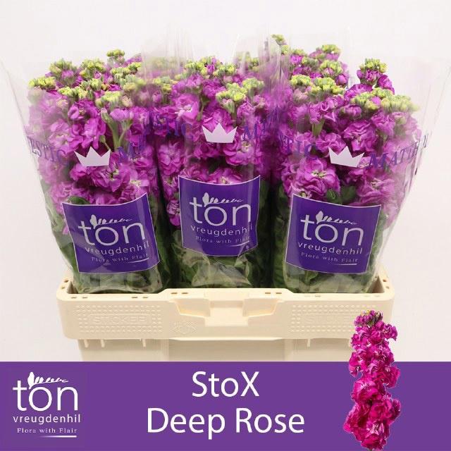 10x Matt.stox deep rose 60cm