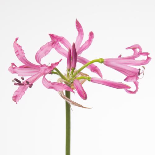 10x Nerine ras van roon 70cm