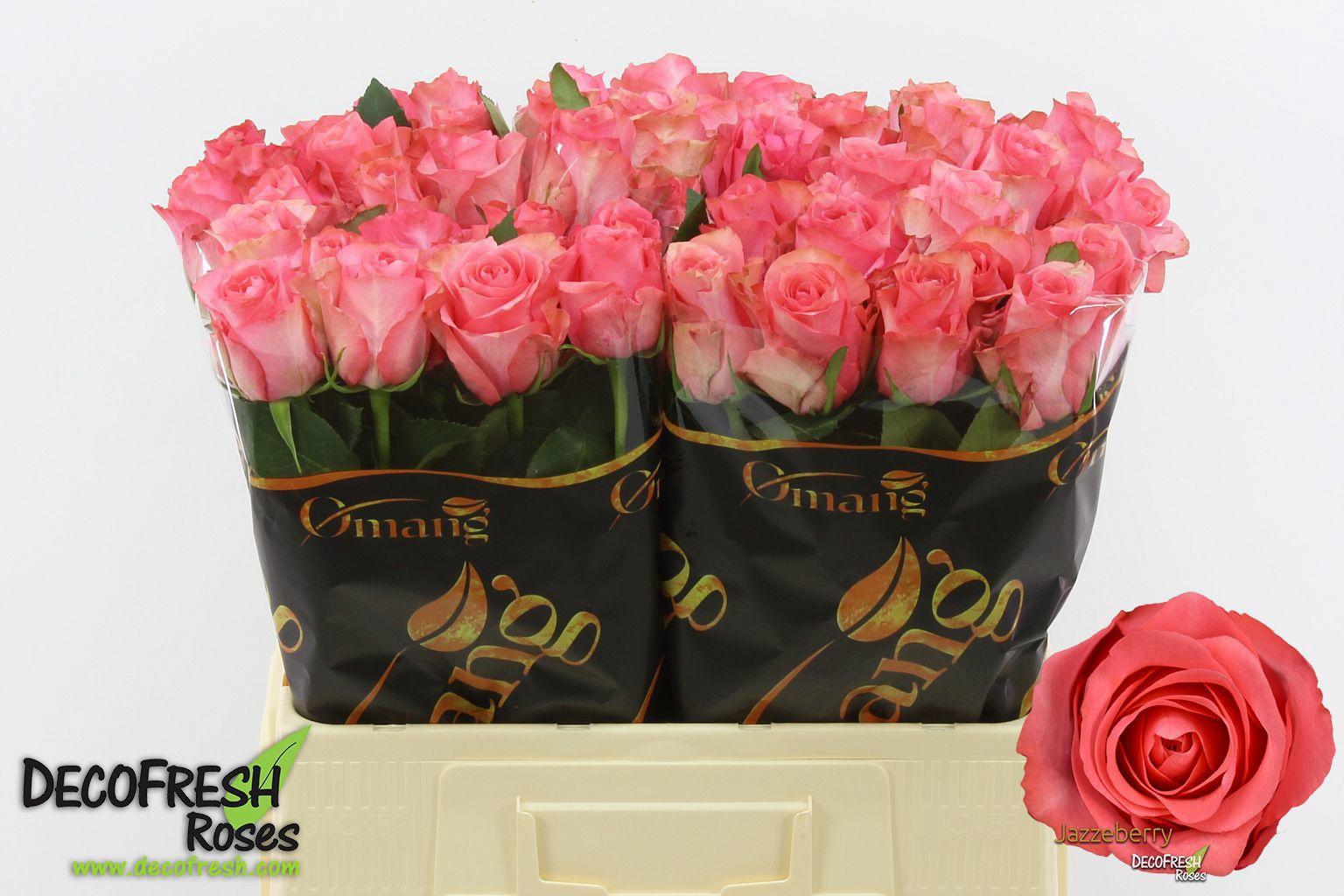 10x Rosa jazzeberry 60cm