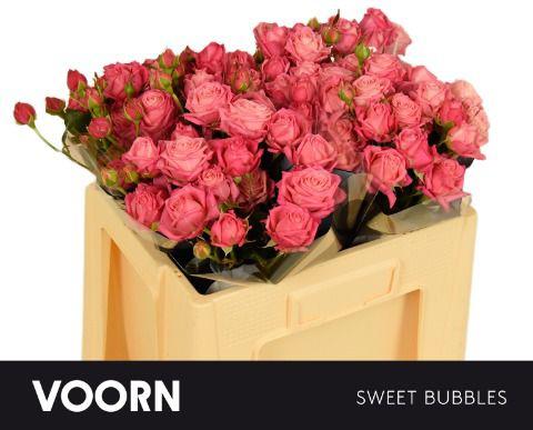 10x Rosa sweet bubbles + 50cm
