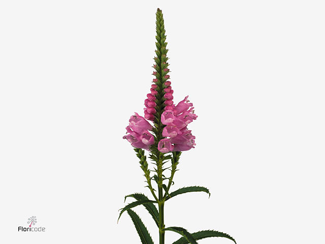 20x Physost.roze 70cm