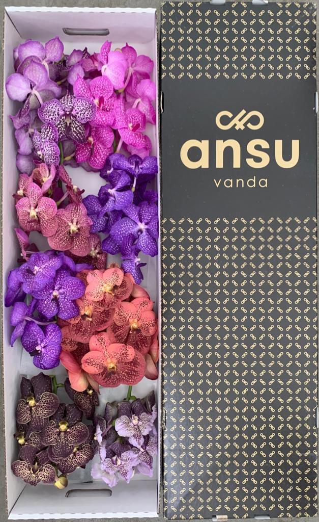 8x Vanda mix var.(tak) 20cm