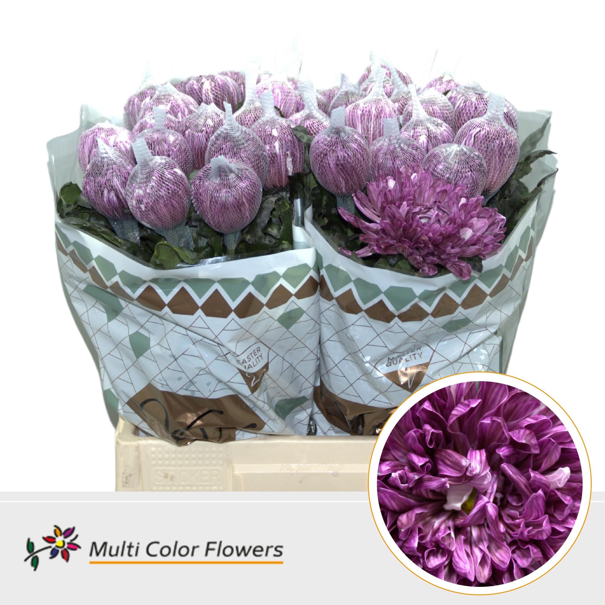 10x Chrysant antonov cassis 70cm