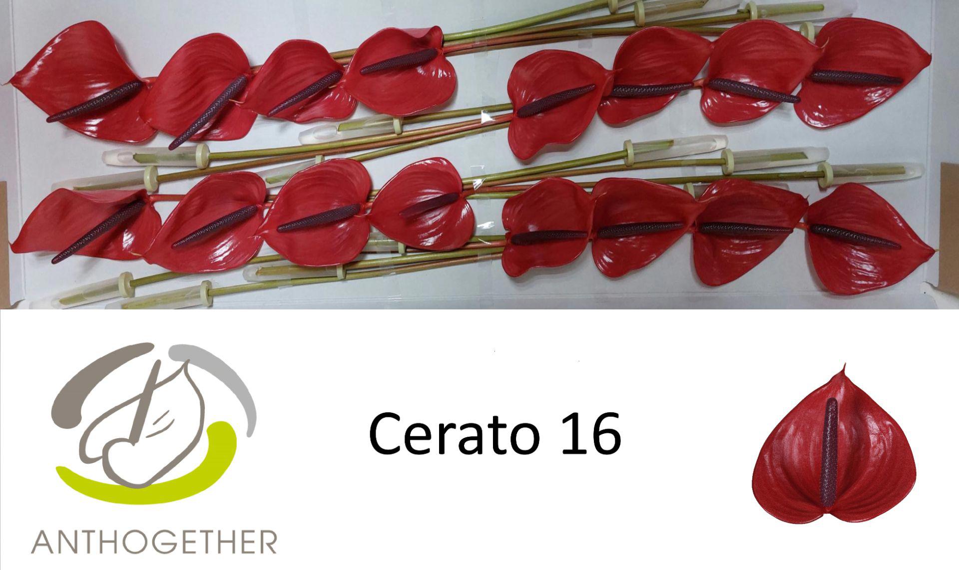16x Anth.cerato 10cm