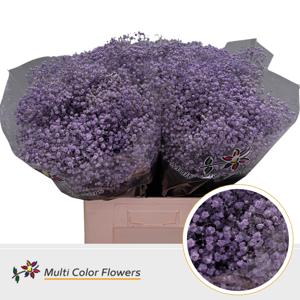 25x Gipskruid xlence milka 70cm