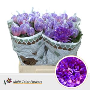 10x Chrysant antonov galaxy 70cm