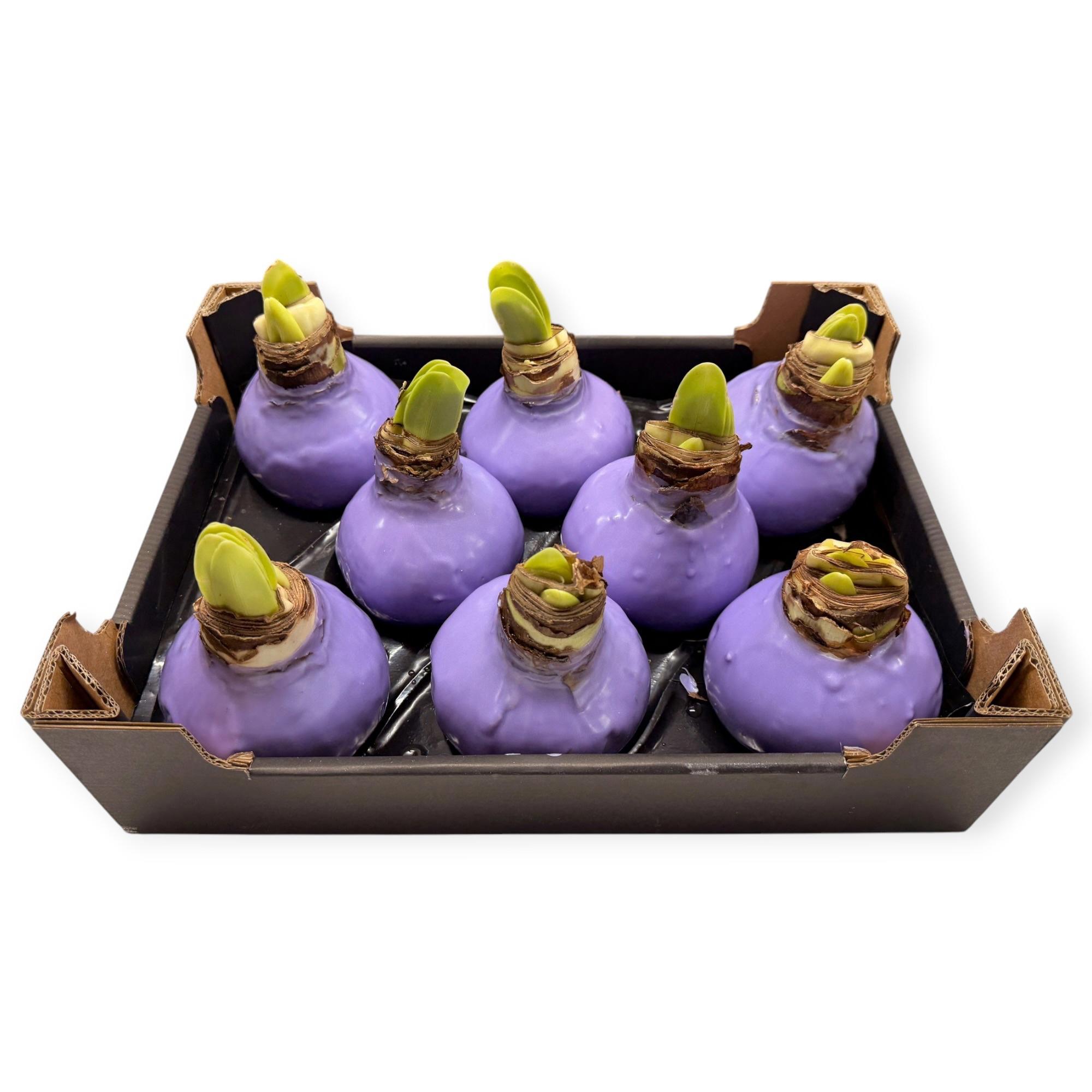 8x Dc wax hipp.lavendel
