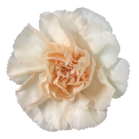 20x Dian.st.lizzy 50cm