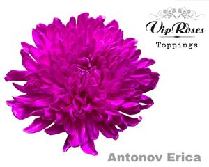 20x Chrysant antonov erica 60cm