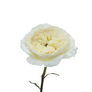 24x Rosa david austin patience 50cm