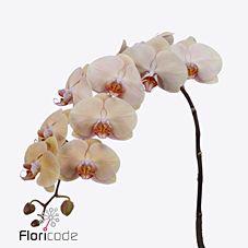 10x Phal.royal peach 80cm