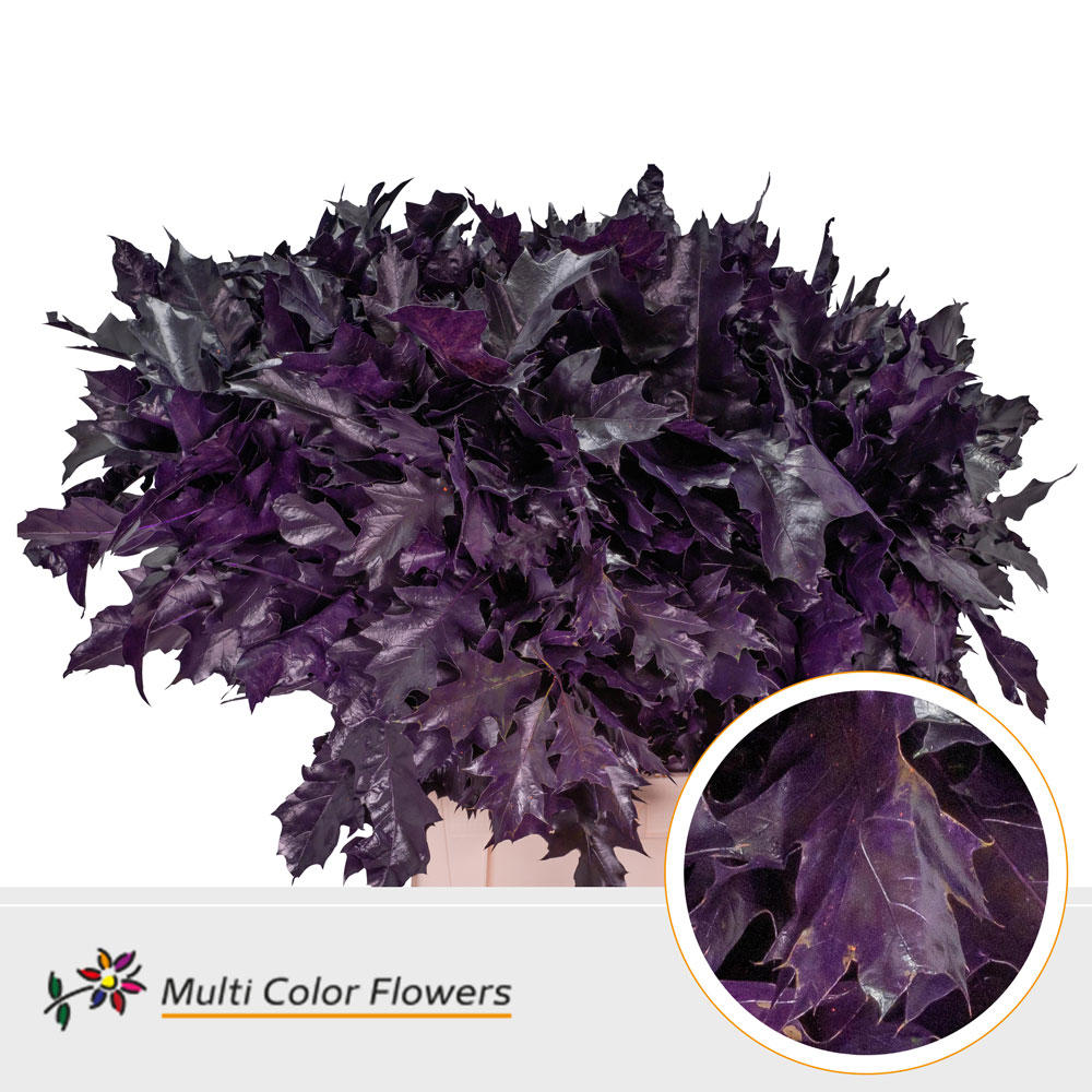 20x Sg quercus aubergine 60cm
