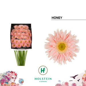 25x Germ.honey 70cm
