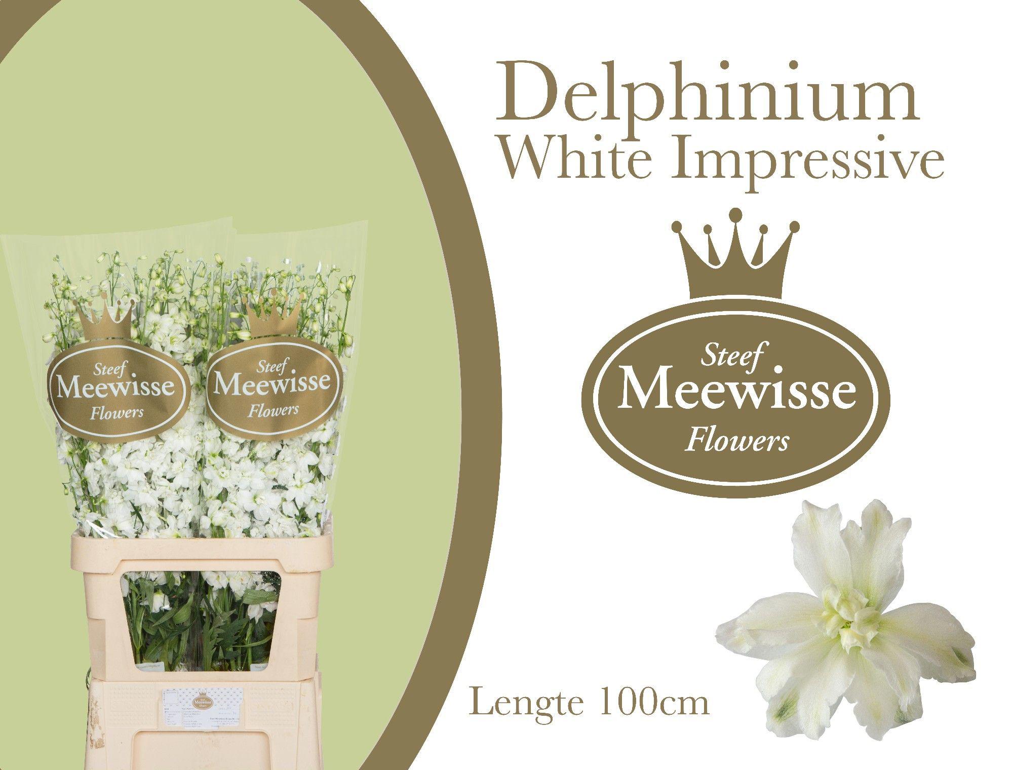 10x Delph.dewi impressive white 80cm