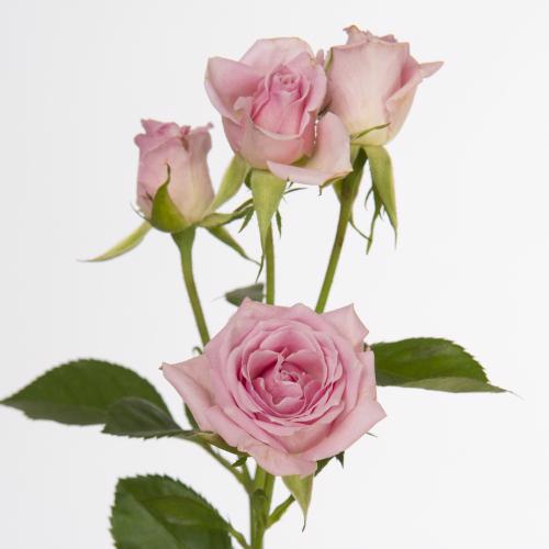 10x Rosa odilia 40cm