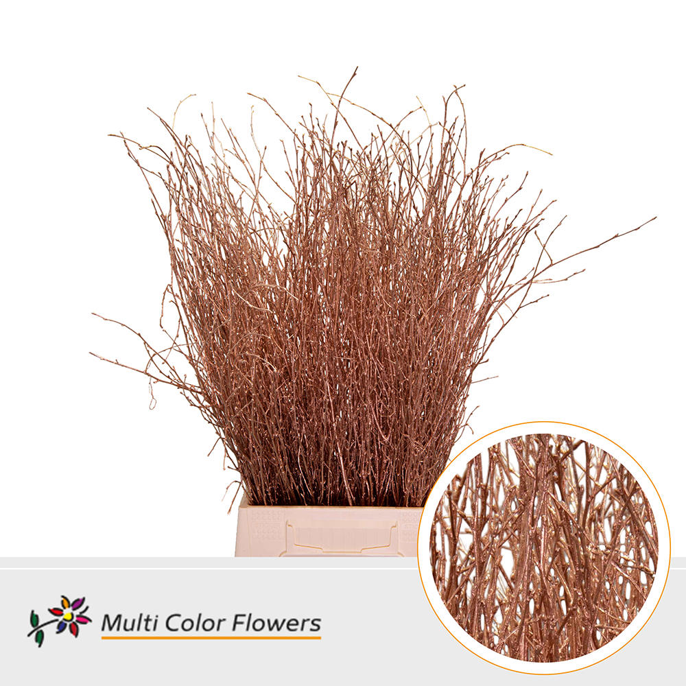 10x Tk betula koper 70cm