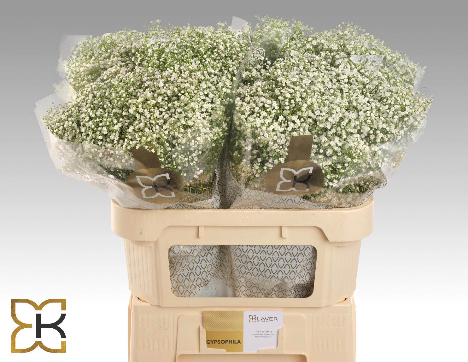 25x Gipskruid zinzi discovery 70cm