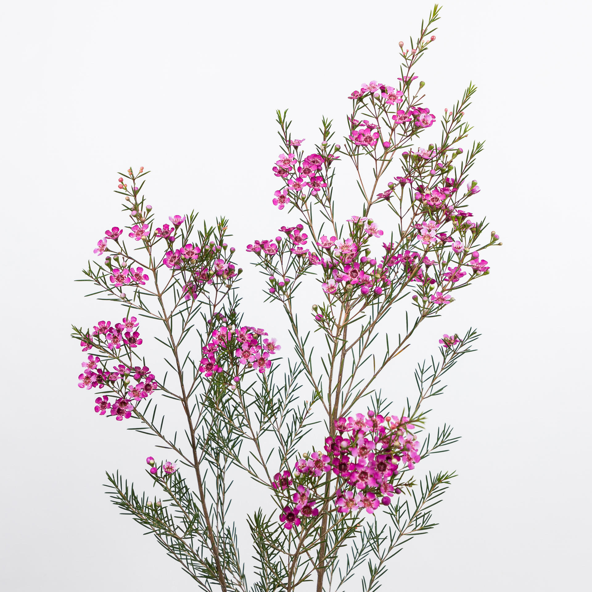 25x Cham.rotem 60cm