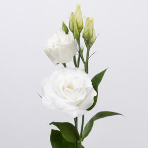 10x Eust.arena giant white du 70cm