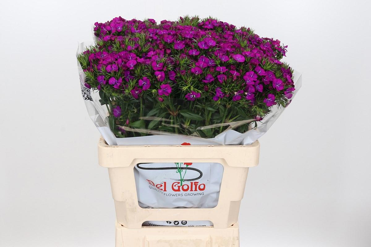 50x Dian.bar.amazon neon purple 50cm