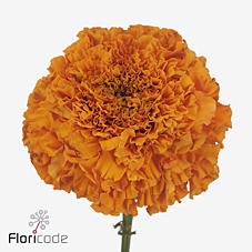 10x Tagetes coco deep orange 80cm