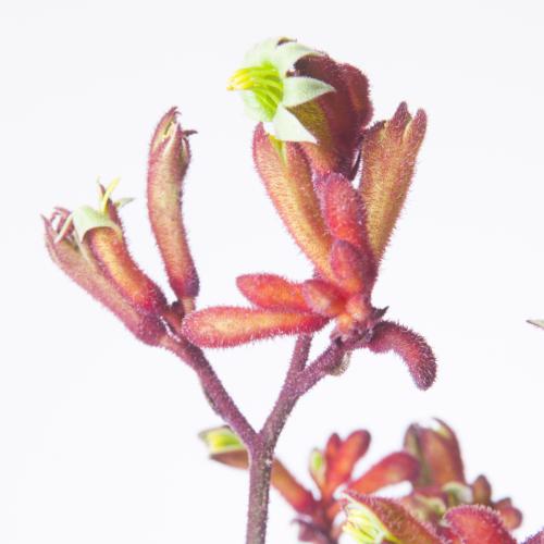 20x Anigoz.early spring 80cm